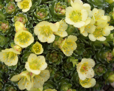 Saxifraga 'Charles Darwin'